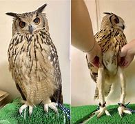 Image result for Owl Foot