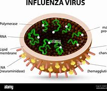 Image result for Influenza Virus Picture