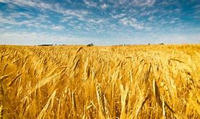 Image result for Australian Wheat