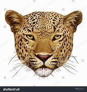 Image result for Leopard Front