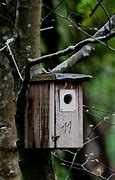 Image result for Make Bird House