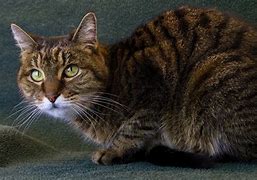 Image result for Hyperthyroid Cat Feed