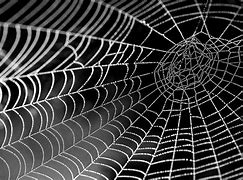 Image result for Spider Web Texture