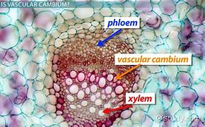 Image result for Vascular Cambium Old Stem