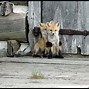 Image result for hiding animals