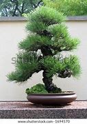 Image result for Pine Tree Forest Bonsai