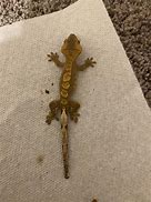 Image result for Crested Gecko Petco