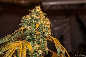 Image result for OG Kush CBD