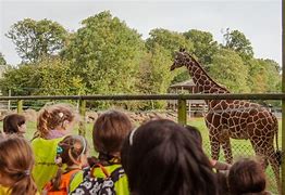 Image result for Whipsnade Zoo Soft Play