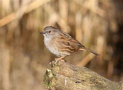 Image result for Dunnock