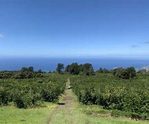 Image result for Hawaii Coffee Farm