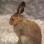 Image result for Hare Portrait Side Profile