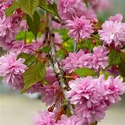 Image result for Prunus Pink Cascade Weeping