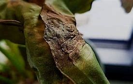 Image result for Brown Spots On My Plant Leaves