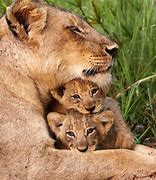 Image result for Mother and Father Lion Protecting Cub