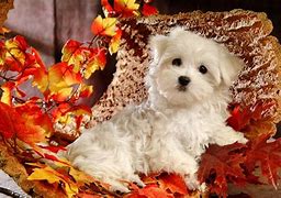 Image result for Thanksgiving Pug Puppy Wallpaper