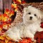 Image result for Thanksgiving Pug Puppy Wallpaper