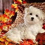 Image result for Thanksgiving Puppy Banner