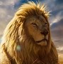 Image result for Lion HD Wallpaper in PC Desk