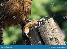 Image result for Hawk Claws