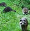 Image result for Raccoon Kits