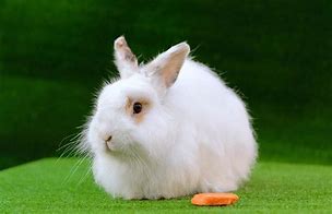 Image result for Angora Rabbit