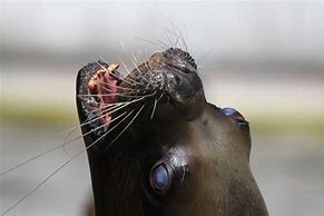 Image result for Sea Lion Head