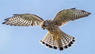 Image result for Kestrel Wing Anatomy