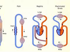 Image result for Vertebrate Circulatory System