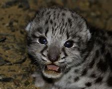 Image result for Snow Leopard Prey