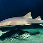 Image result for Animals with Fins and Tail Shark