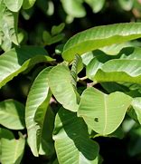 Image result for Guava Tree Leaves