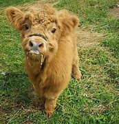 Image result for Baby Bell Cow