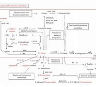 Image result for cysteine synthesis