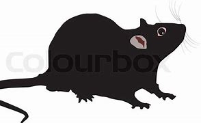 Image result for Cartoon Rat Vector