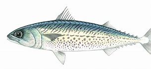 Image result for Bullseye Mackerel