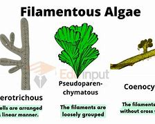 Image result for Algae Examples