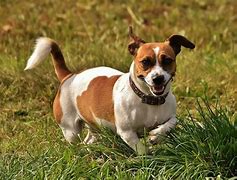 Image result for Russell Terrier