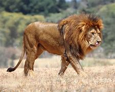 Image result for Pictures of African Male Lions