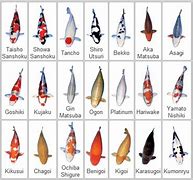 Image result for Brown Koi