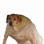 Image result for Dog Meme PNG