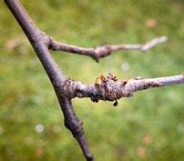 Image result for Blueberry Bush Diseases