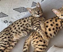 Image result for The Savannah Cat