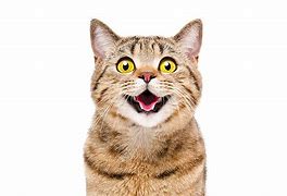 Image result for Cat Pain Grimace