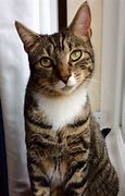 Image result for Half Bengal Cat