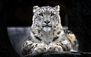 Image result for Snow Leopard Face