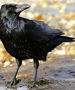 Image result for Crow Avatar