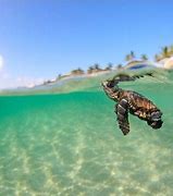 Image result for Sea Turtle Babies