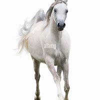 Image result for Horse Mane Front View