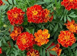 Image result for Good Morning Marigold Flowers